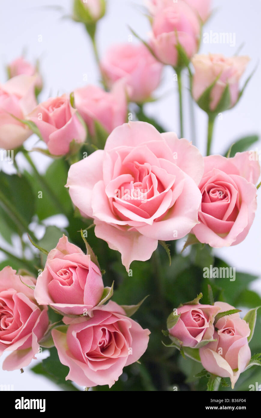 Fancy Pink Roses Pink roses bouquet hi-res stock photography and images - Alamy