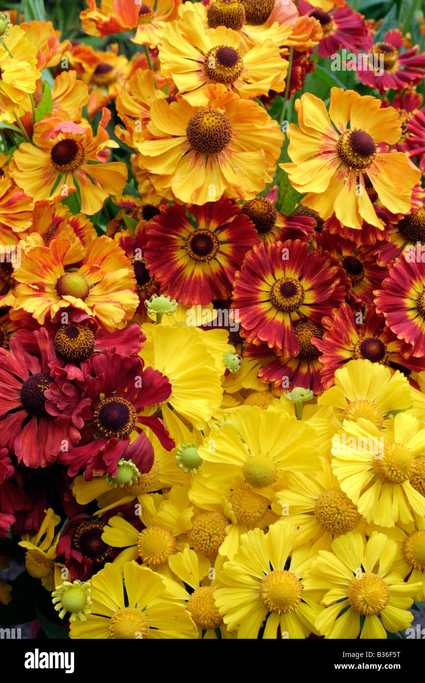 HELENIUMS MAKE EXCELLENT CUT FLOWERS:ZIMBELSTERN, KÖNIGSTIGER, DIE BLONDE, SOPHIE, RAGAMUFFIN Stock Photo