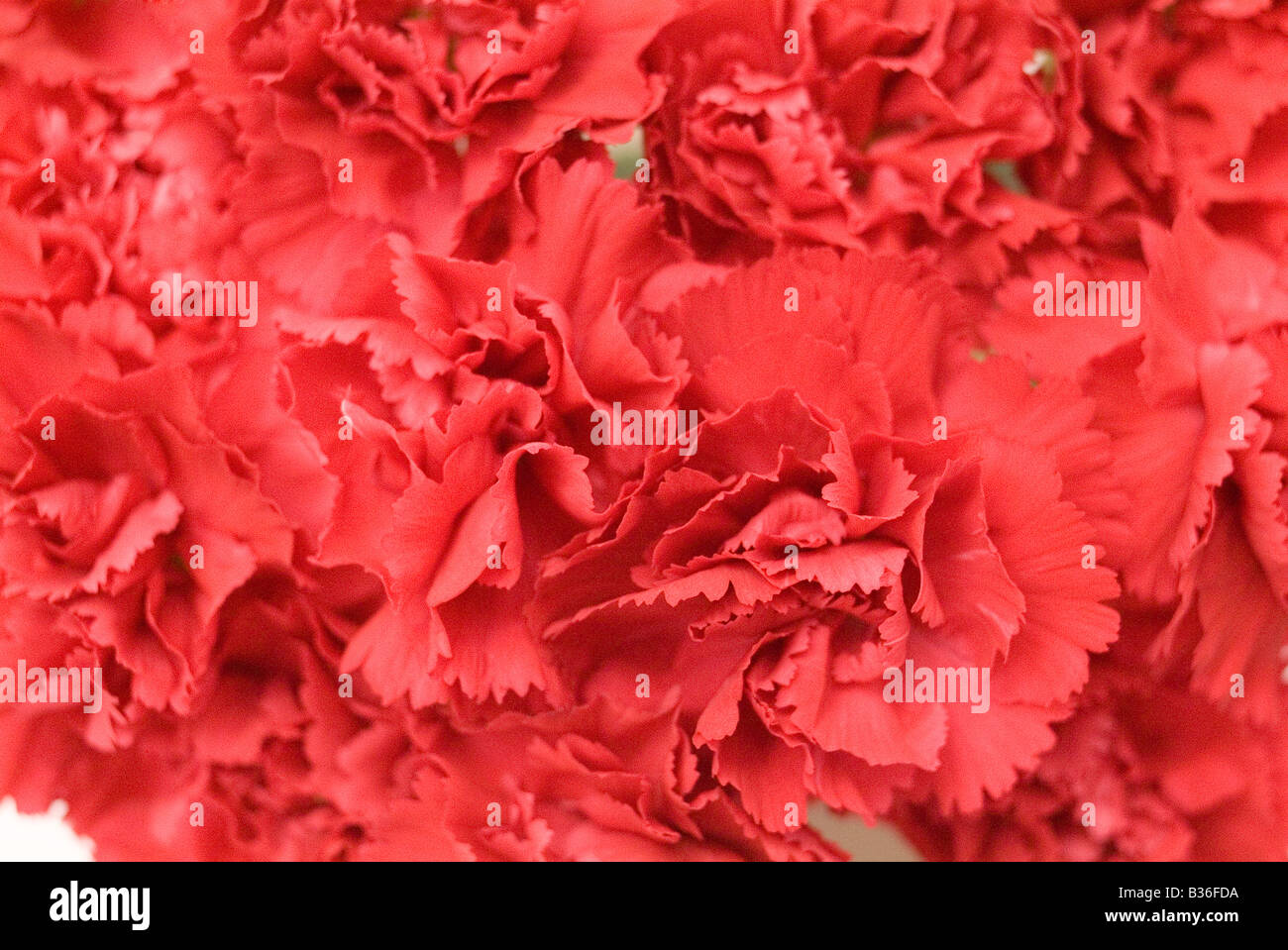 Red carnations Stock Photo