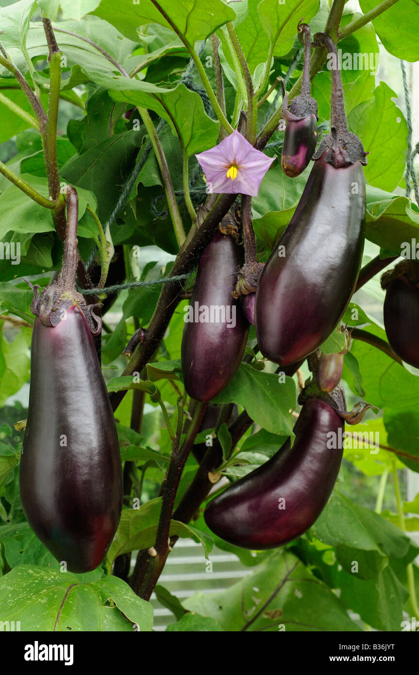 Home grown Aubergines Eggplant money maker ready for picking growing in a conservatory UK August Stock Photo