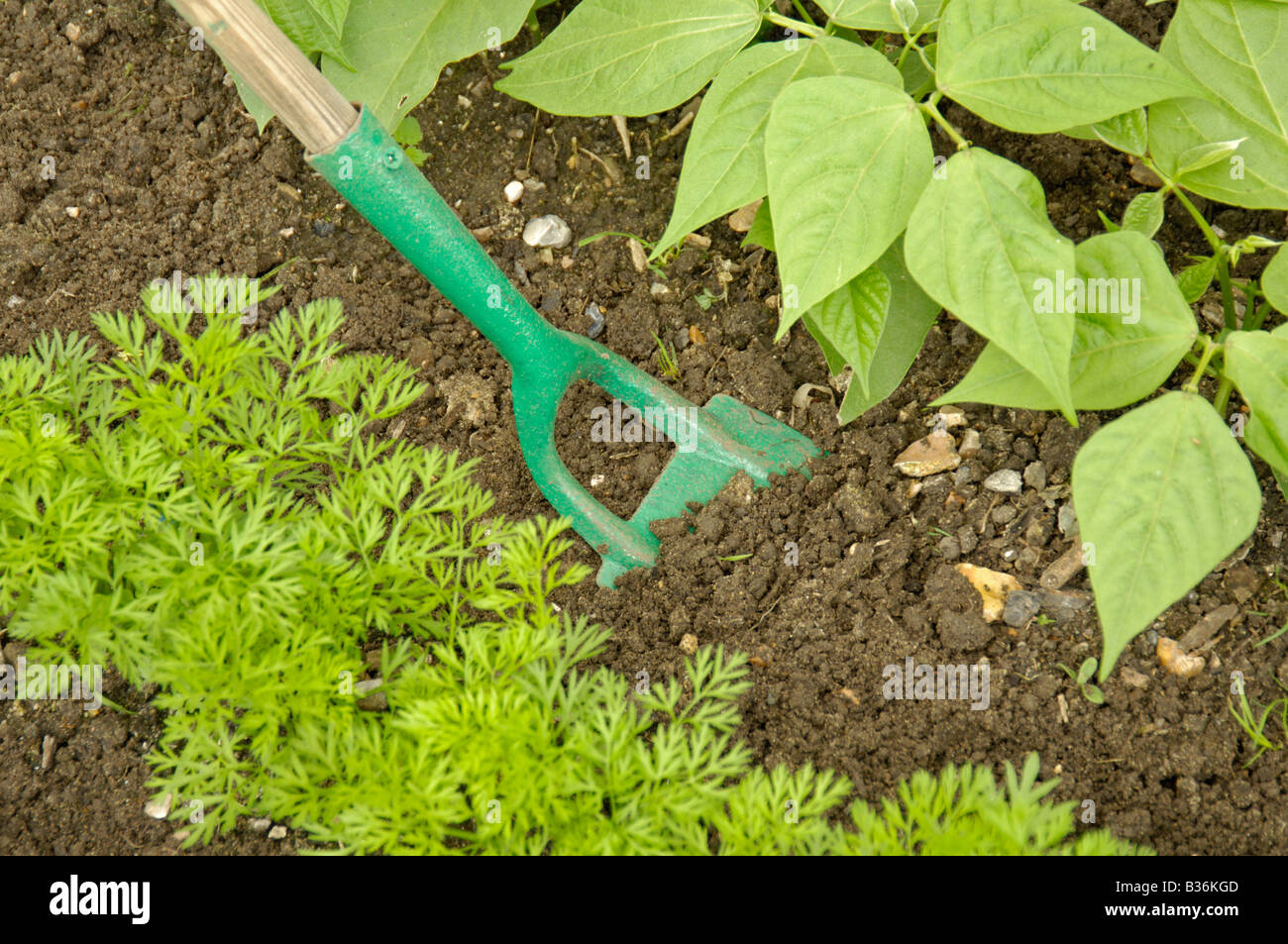 Using A Hand Hoe To Till Soil Between Carrots Nanco French Beans