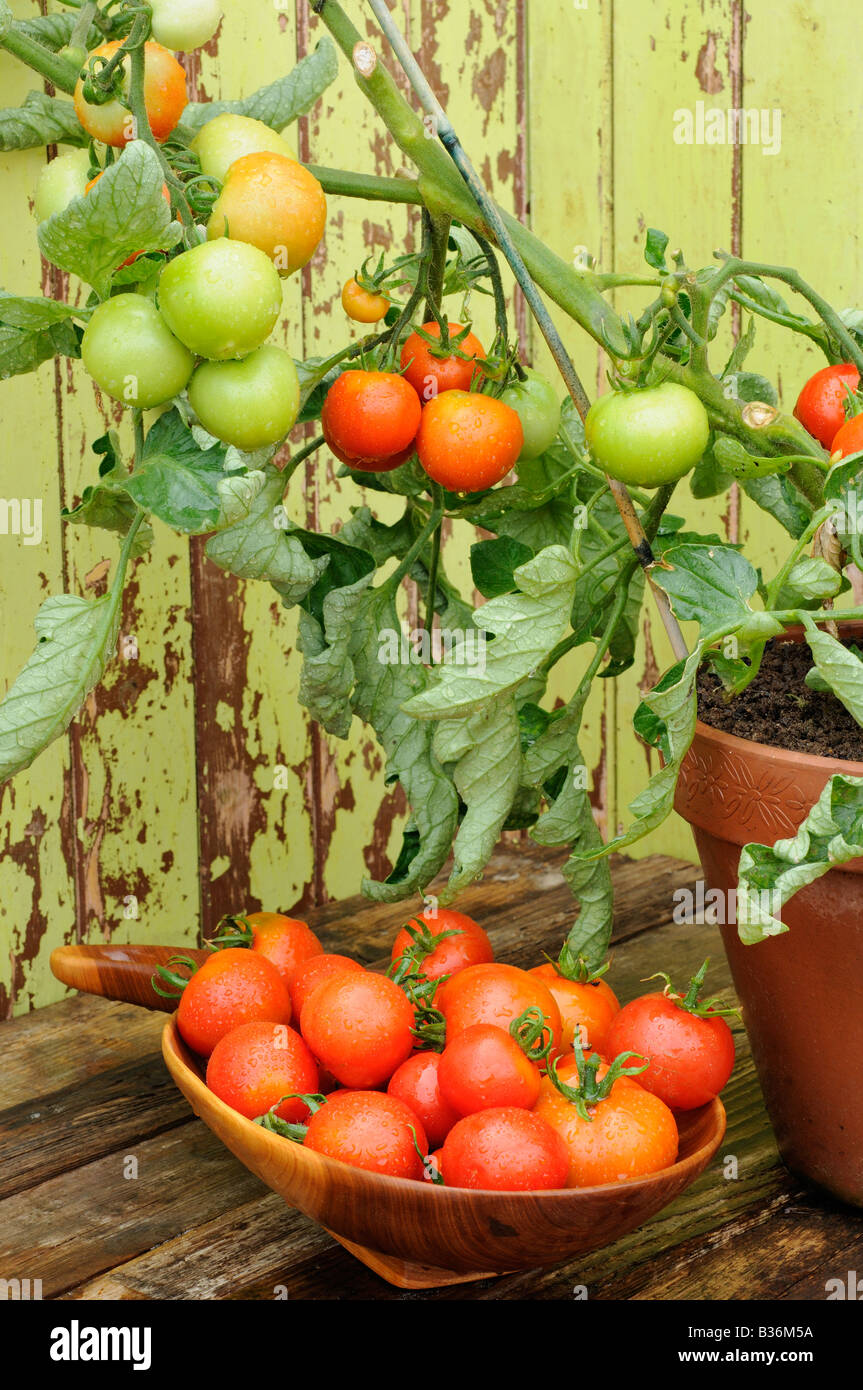 Tomato alicante growing outside in terracotta pot against garden shed with bowl of ripe fruit UK August Stock Photo