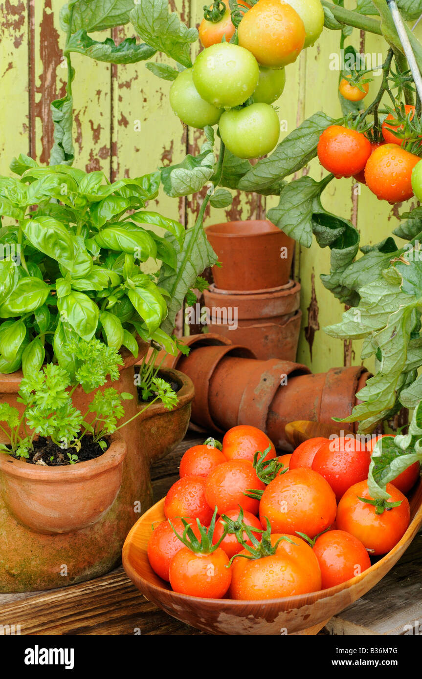 Tomato alicante beside terracotta pot of basil parsley growing outside