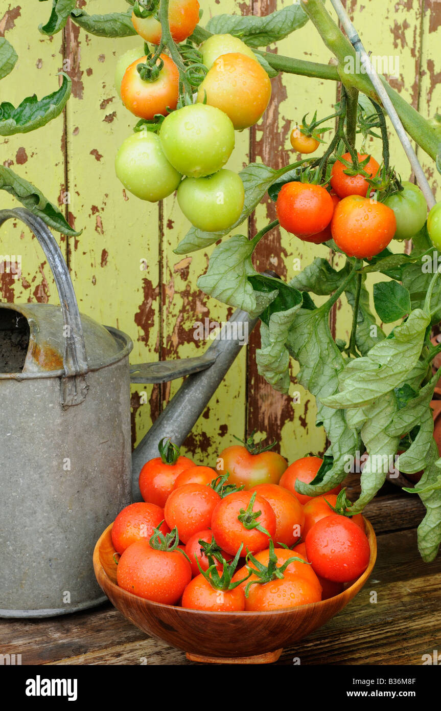Tomato alicante growing outside in terracotta pot against garden shed