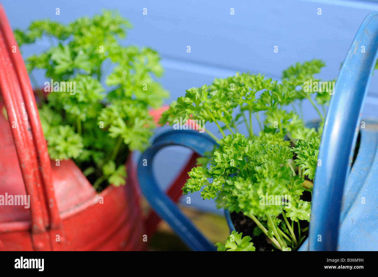 Recycled watering cans planted with parsley Stock Photo