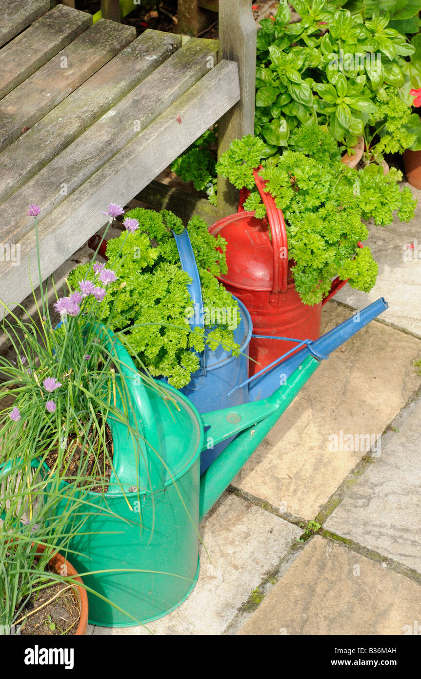 Chives and parsley growing in old painted watering cans placed by garden seat on patio Norfolk UK August Stock Photo