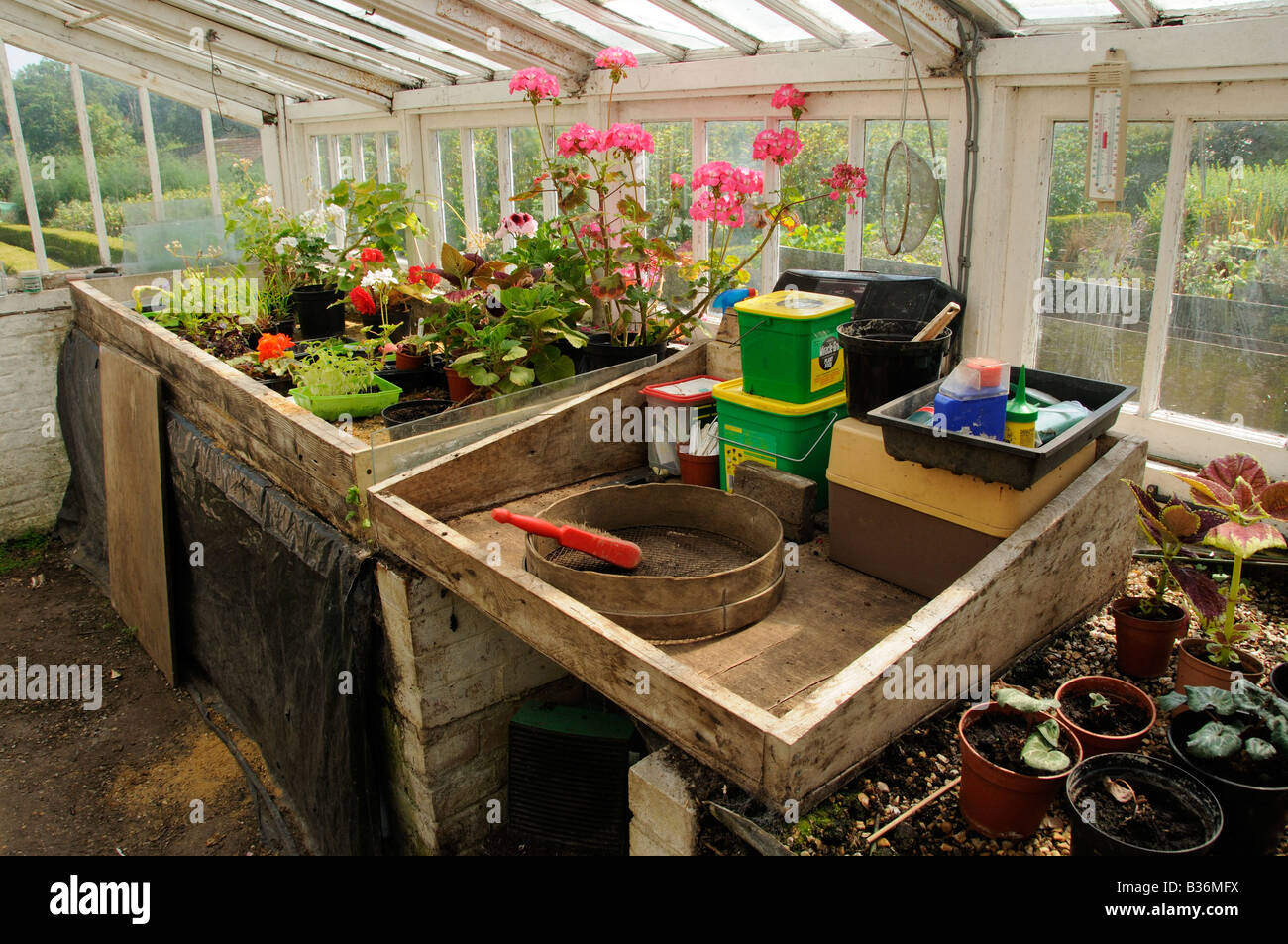 Potting bench in large traditional wooden greenhouse UK July Stock Photo