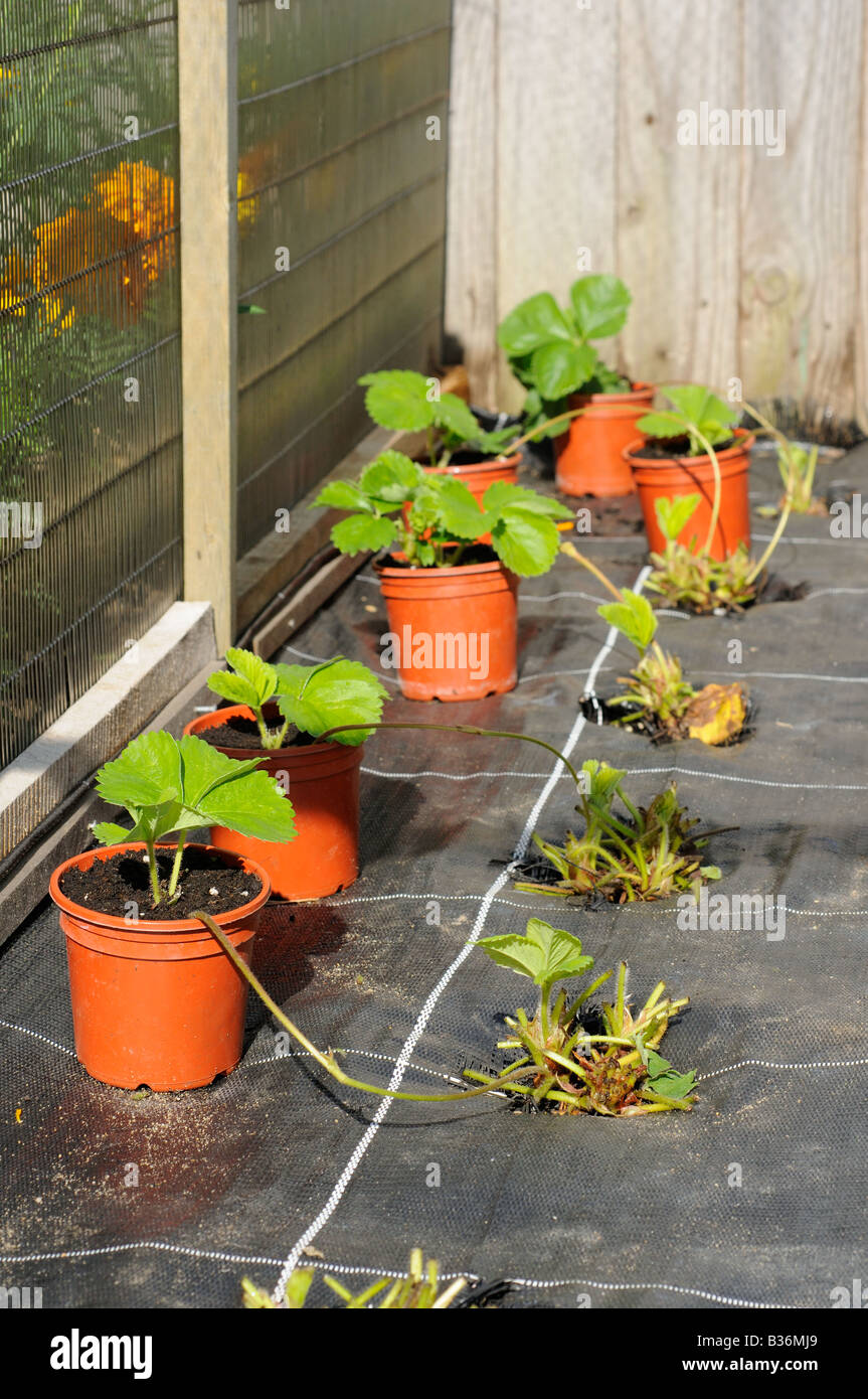 Potting on Strawberry plant runners in to 9cm pots in soft fruit cage Norfolk UK August Stock Photo
