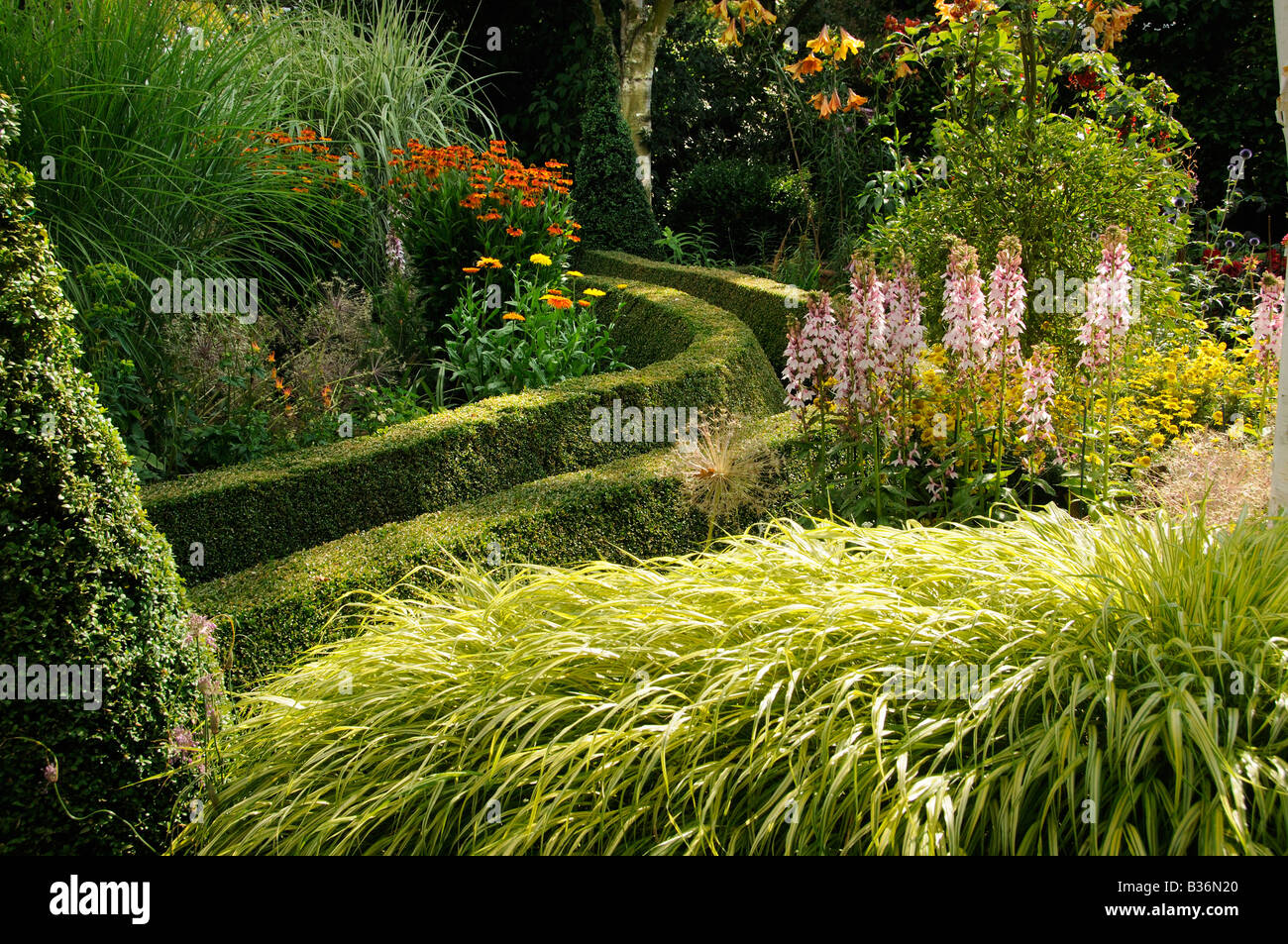 Trimmed boxwood path in shady area of garden with ornamental grasses in fore ground UK July Stock Photo