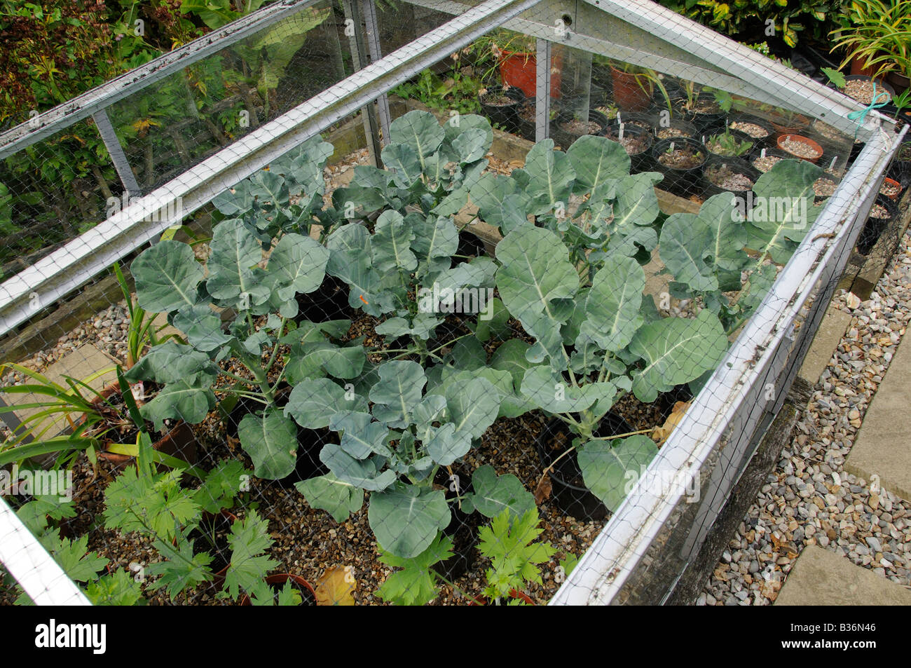 Brocolli calabrese plants growing in a cold frame in an town garden UK August Stock Photo