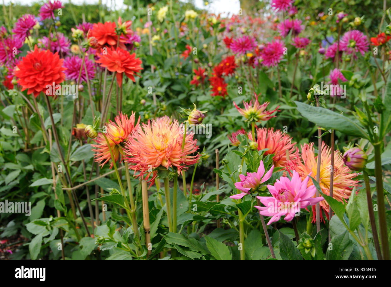 Dahlia border in full flower in summer garden Norfolk Uk August Stock Photo