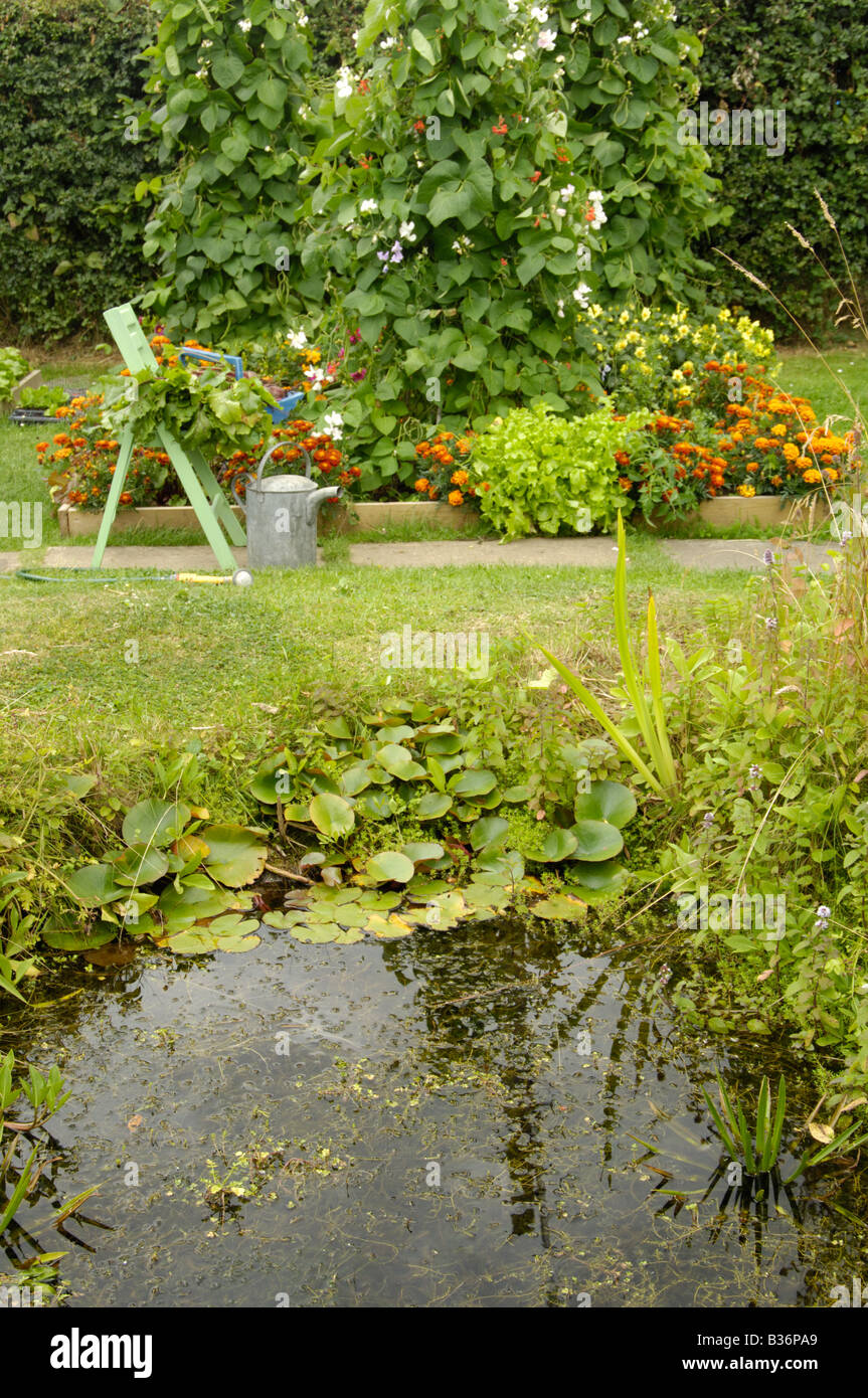 Small garden wildlife pond beside raised bed mixed vegetable flower beds UK August Stock Photo