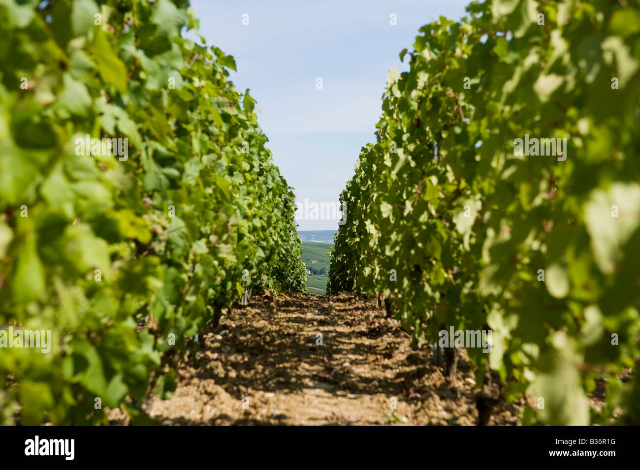 looking down a row of pinot noir vines at chavot france Stock Photo