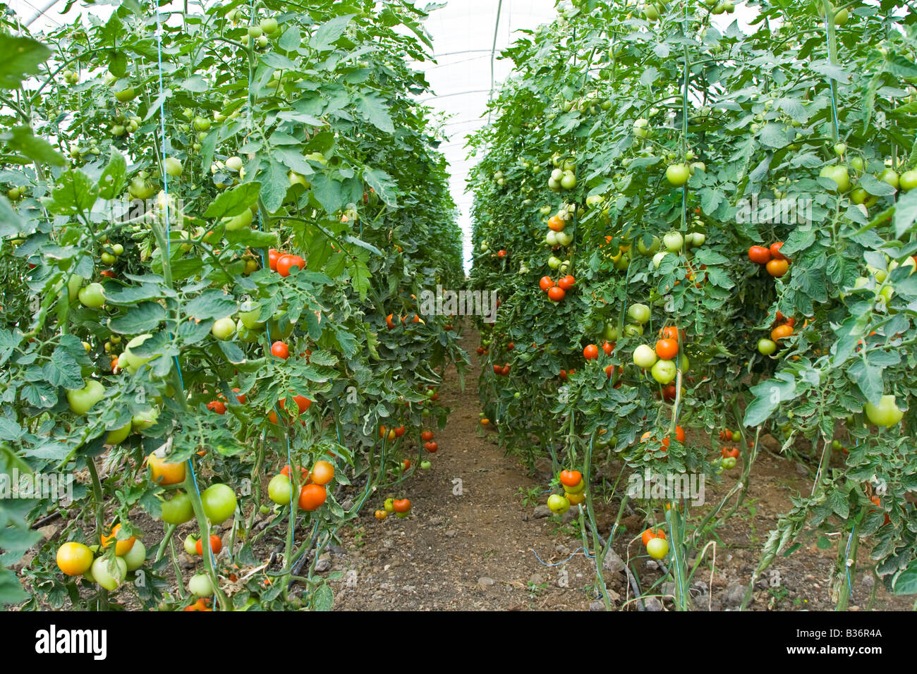 Tomatoes Growing in a Greenhouse Near Latakia Syria Stock Photo
