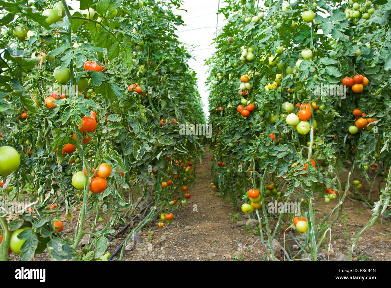 Tomatoes Growing in a Greenhouse Near Latakia Syria Stock Photo
