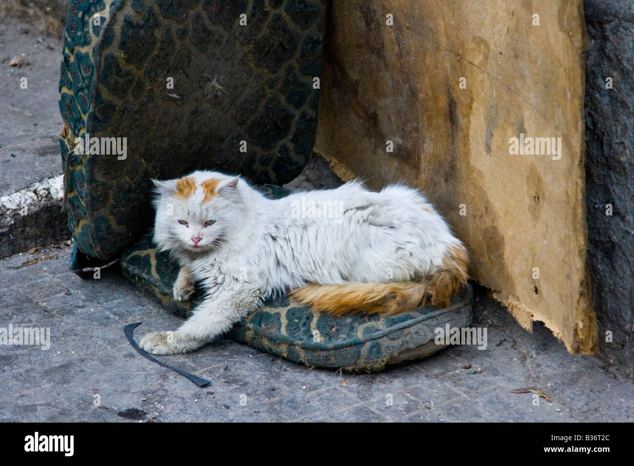 Stray Cat in Aleppo Syria Stock Photo