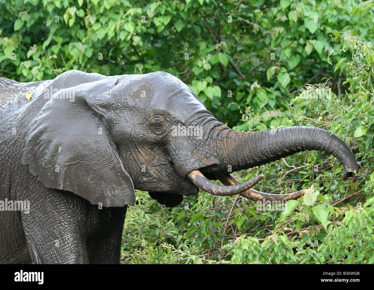 Wet and muddy African elephant feeding on leaves, Chobe National Park, Botswana Stock Photo