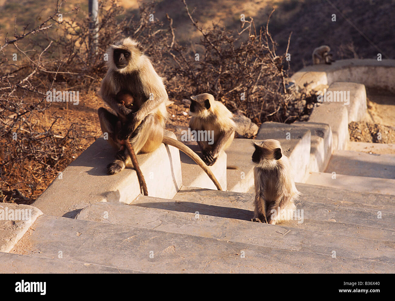 three monkeys high resolution stock photography and images alamy