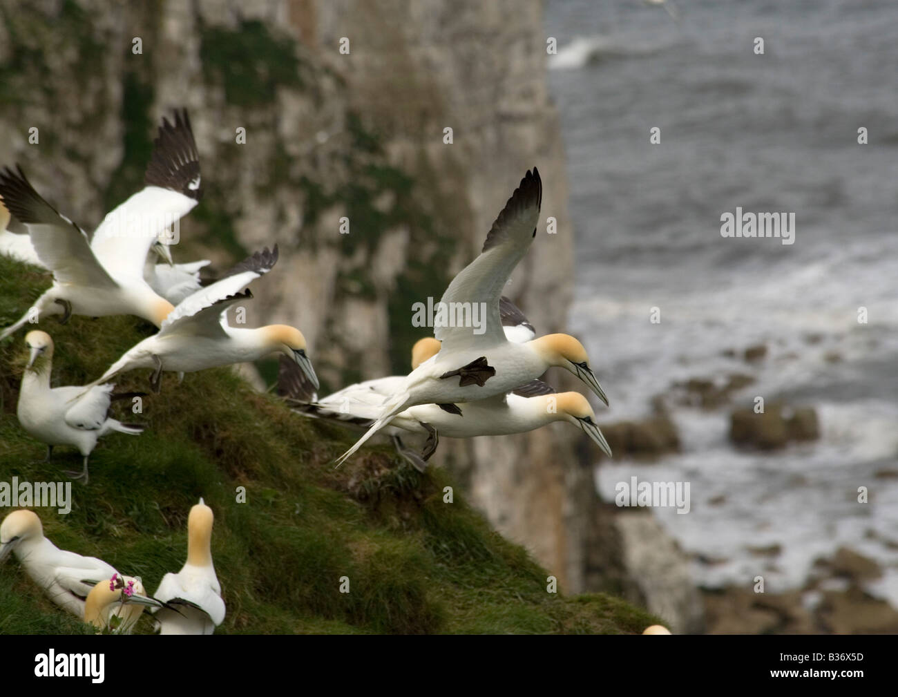 Gannets flying off Bempton Cliffs, Yorkshire Stock Photo
