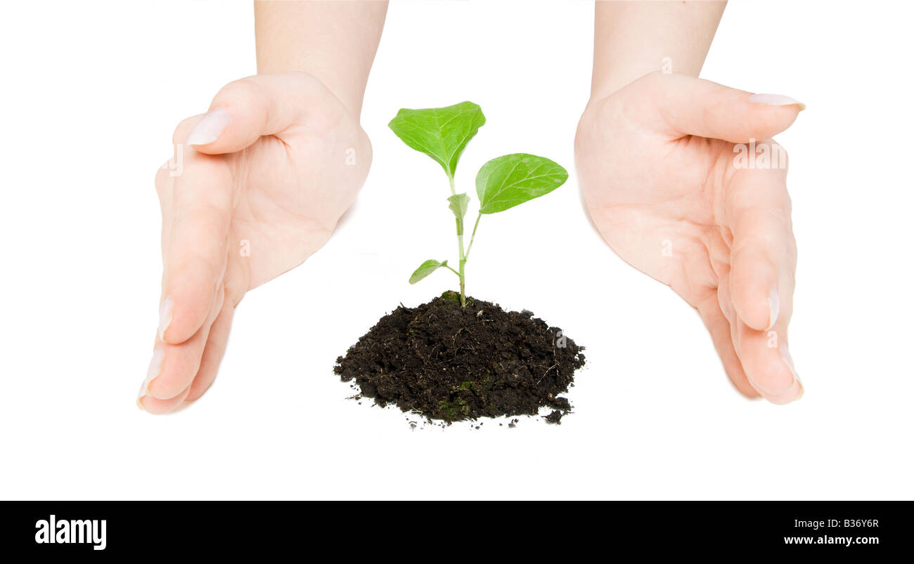 Plant cupped between open hands Stock Photo