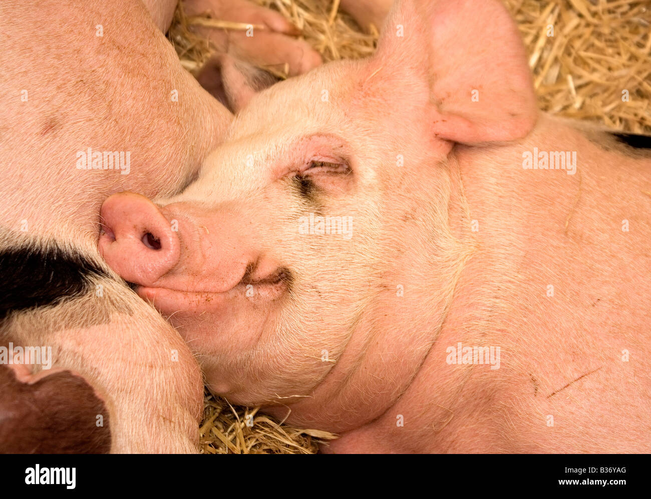 pig sleeping Stock Photo