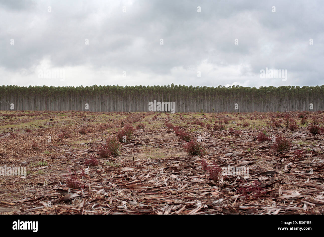 Blue Gum Tree plantation Stock Photo