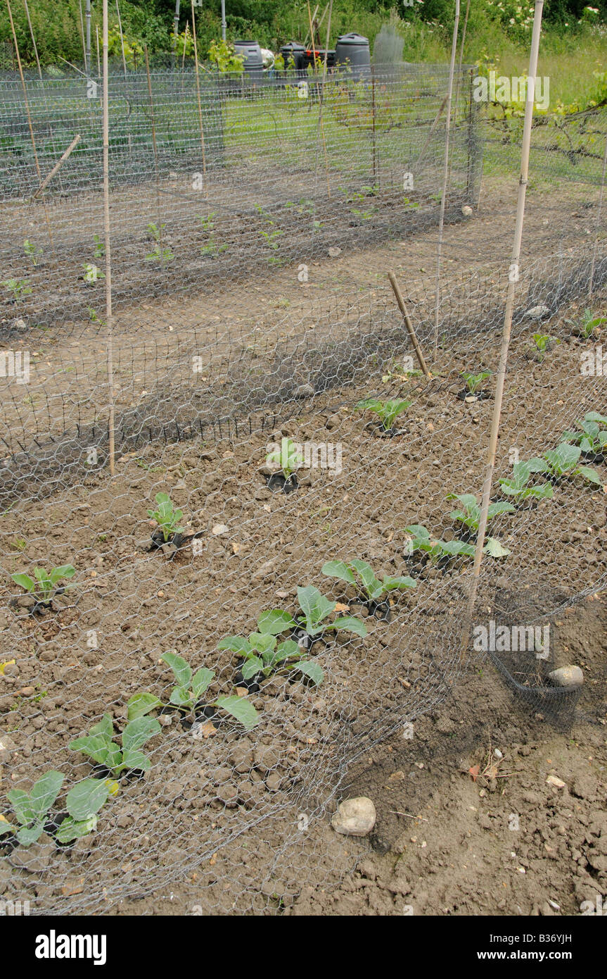 Netting brassica hires stock photography and images Alamy