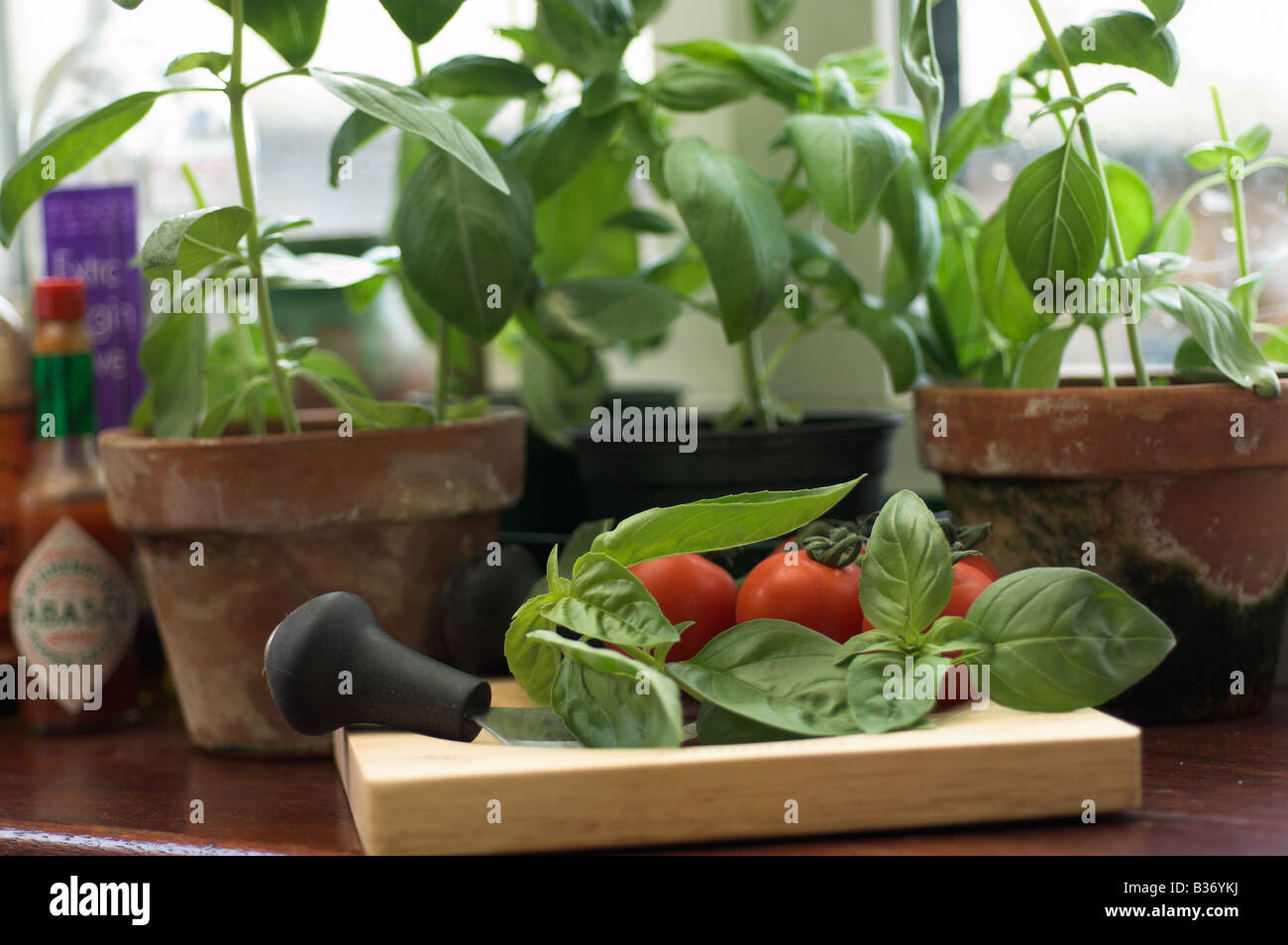 Basil in pots on kitchen windowsill UK June Stock Photo Alamy