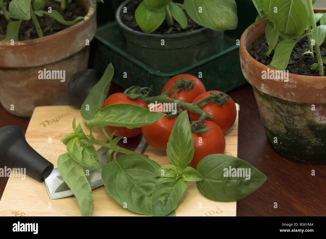 Basil in pots on kitchen windowsill UK June Stock Photo Alamy