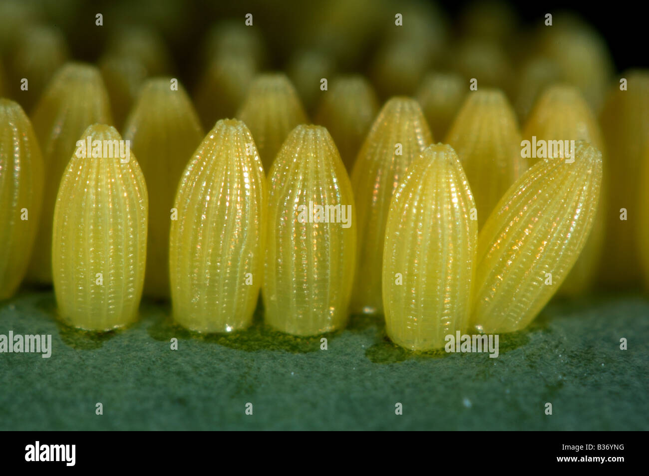 Cabbage white butterfly Pieris brassicae eggs on a cabbage leaf Stock Photo