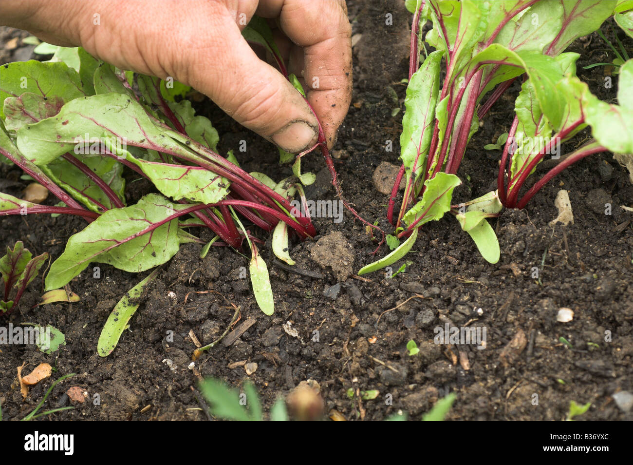 Hand Thinning Beetroot In Vegetable Plot Norfolk Uk June Stock Photo Alamy