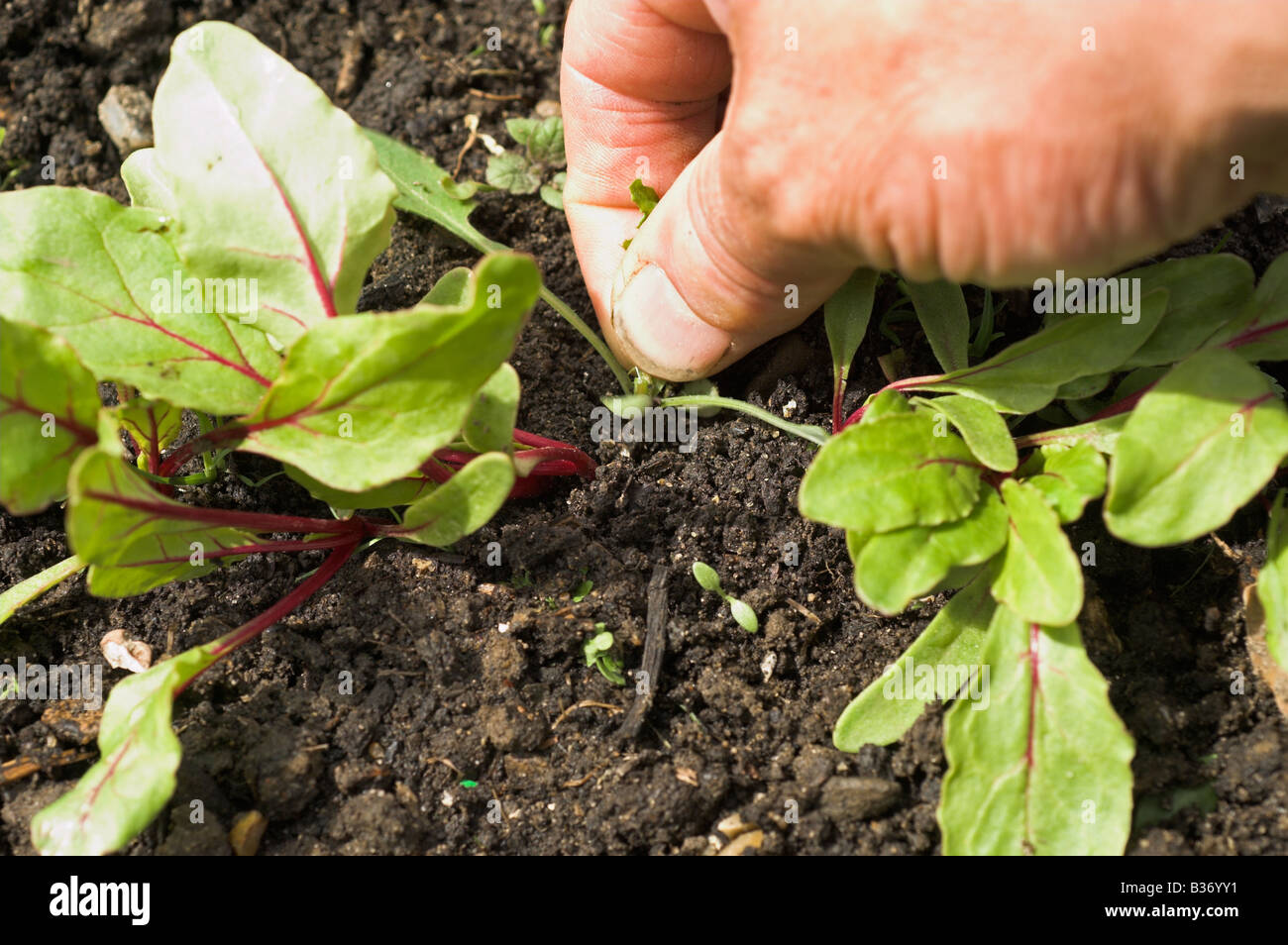 Garden weeds uk hi-res stock photography and images - Alamy