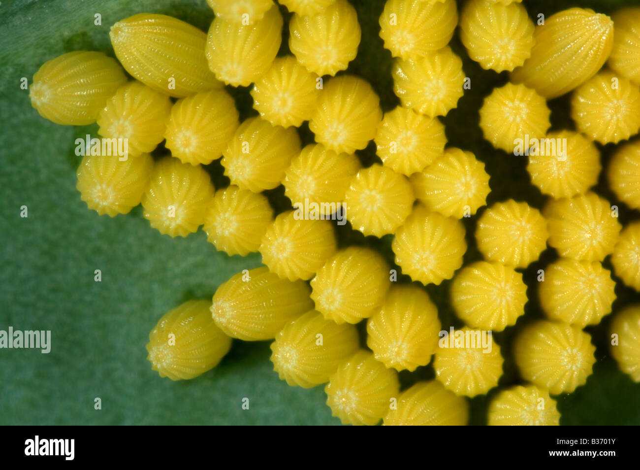 Cabbage white butterfly Pieris brassicae eggs on a cabbage leaf Stock Photo