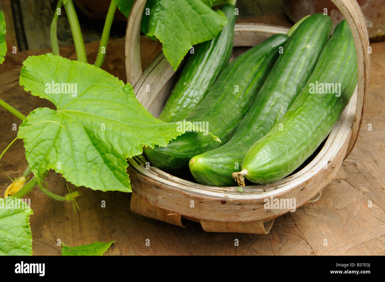 Home grown greenhouse Cucumbers femspot in rustic trug on greenhouse