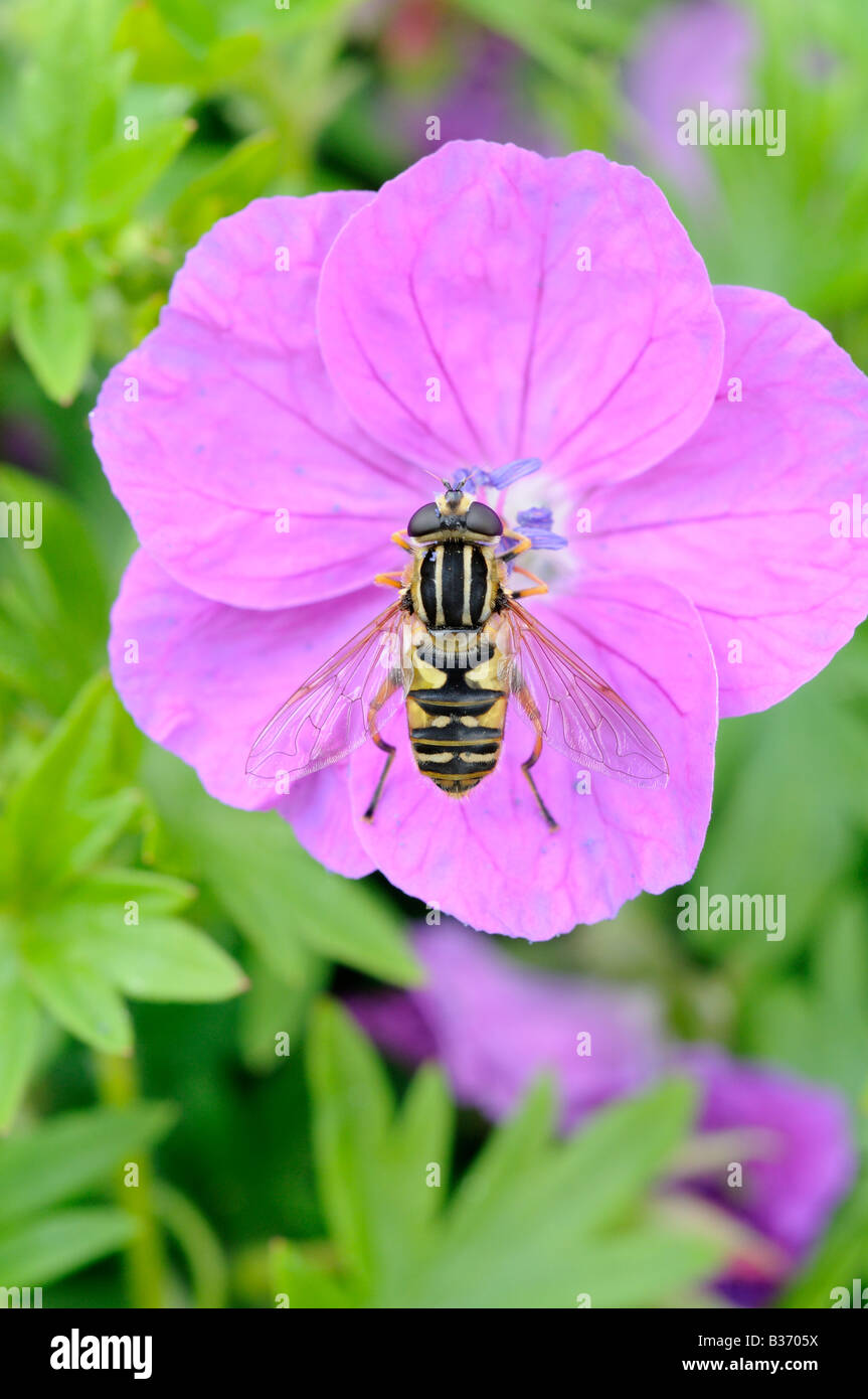 Hoverfly feeding on Bloody Crane s bill geranium spp Norfolk UK June Stock Photo