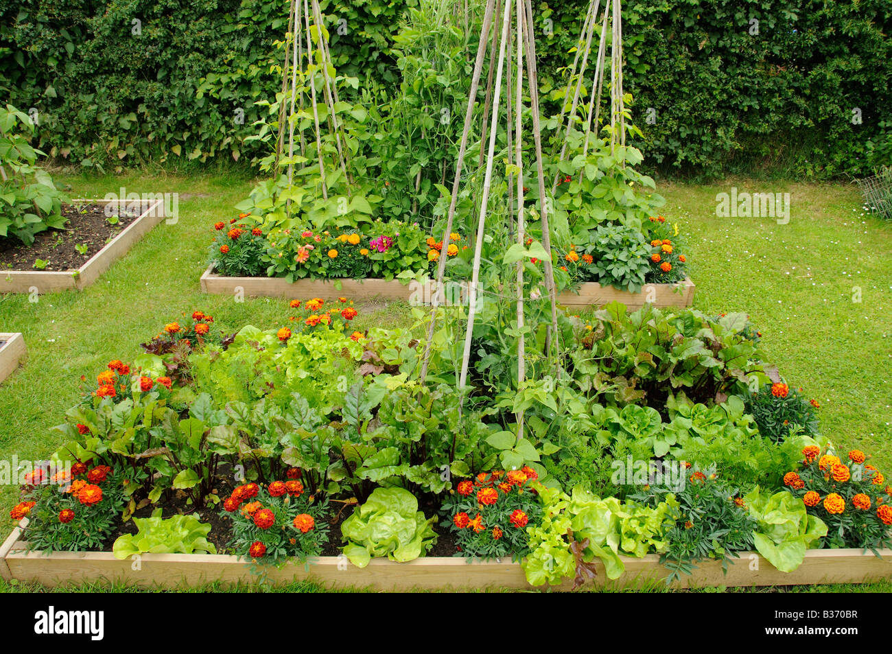 Flowers and vegetable in raised beds including Marigolds Lettuce Sweet