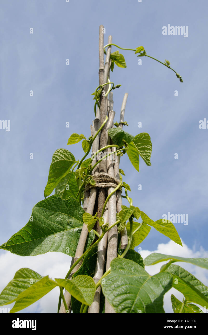 Runner bean plants climbing up garden wigwam Stock Photo