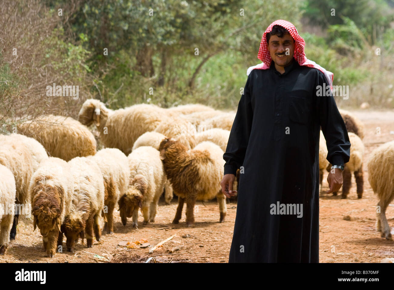 Bedouin with his flock hires stock photography and images Alamy