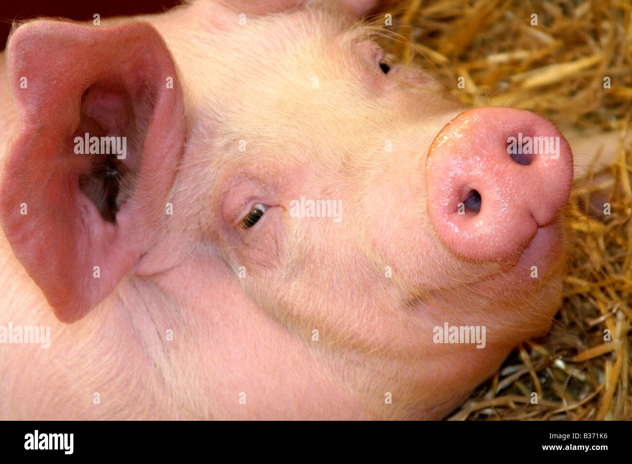 A pig Stock Photo