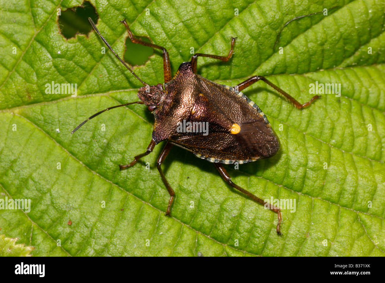 Forest bug Pentatoma rufipes Pentatomidae a shield bug UK Stock Photo