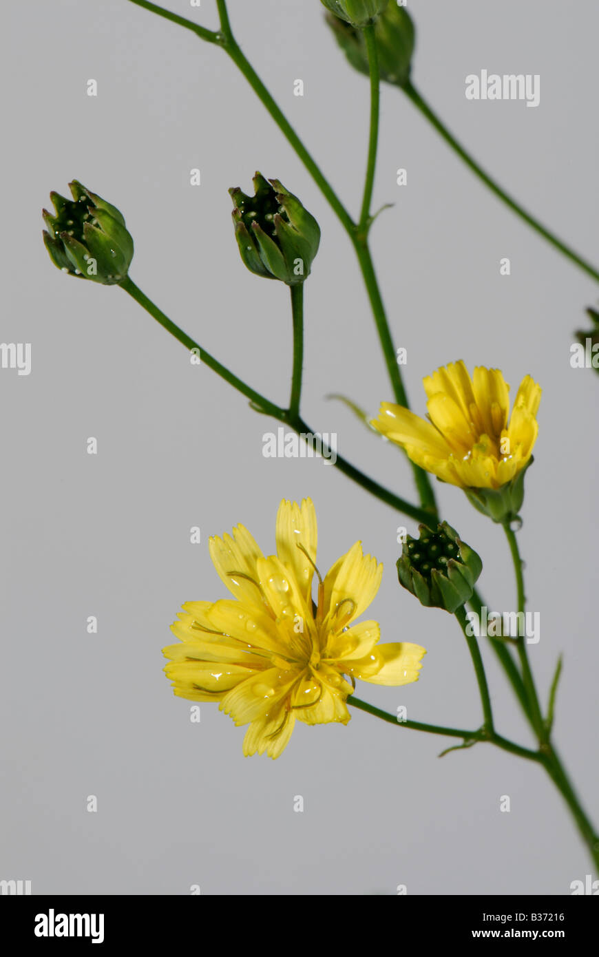 Nipplewort Lapsana communis flower and seedheads of garden weed and herbal medicine Stock Photo