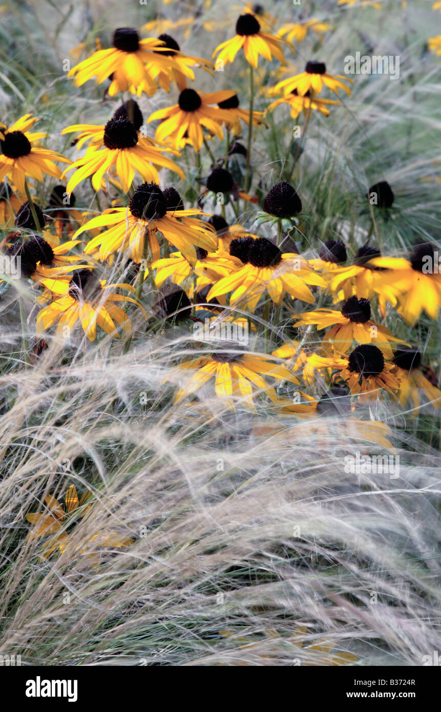 yellow-prairie-sun-rudbeckia-hirta-black-eyed-susan-stock-photo-alamy