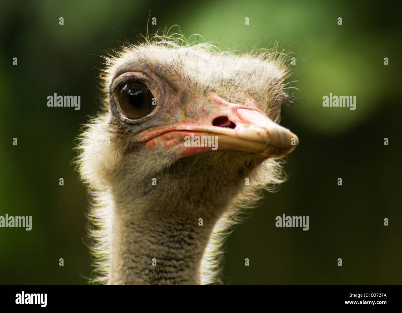 An Ostrich, Struthio Camelus, head backlit Stock Photo