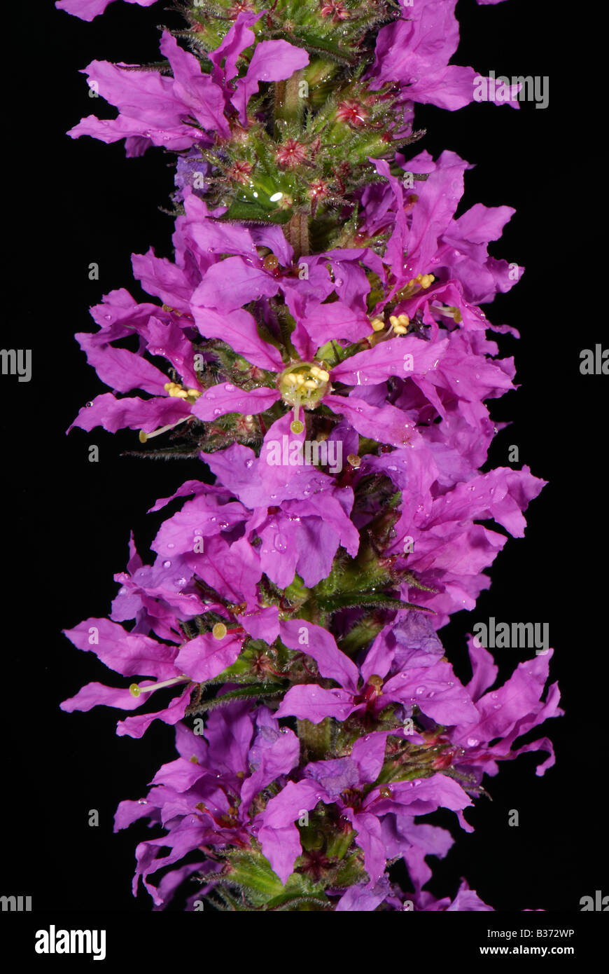 Close up of purple loosestrife Lythrum salicaria florets on a flower spike Stock Photo