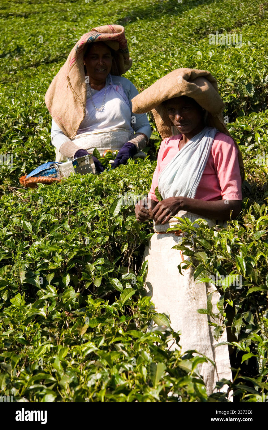 Two women pick tea in the Nilgiri Hills of Kerala, India. The women