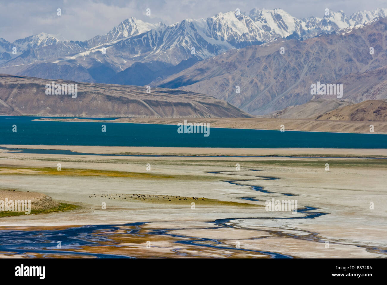 Yaks Grazing Alichur Valley in Eastern Pamirs near Alichur Tajikistan Stock Photo