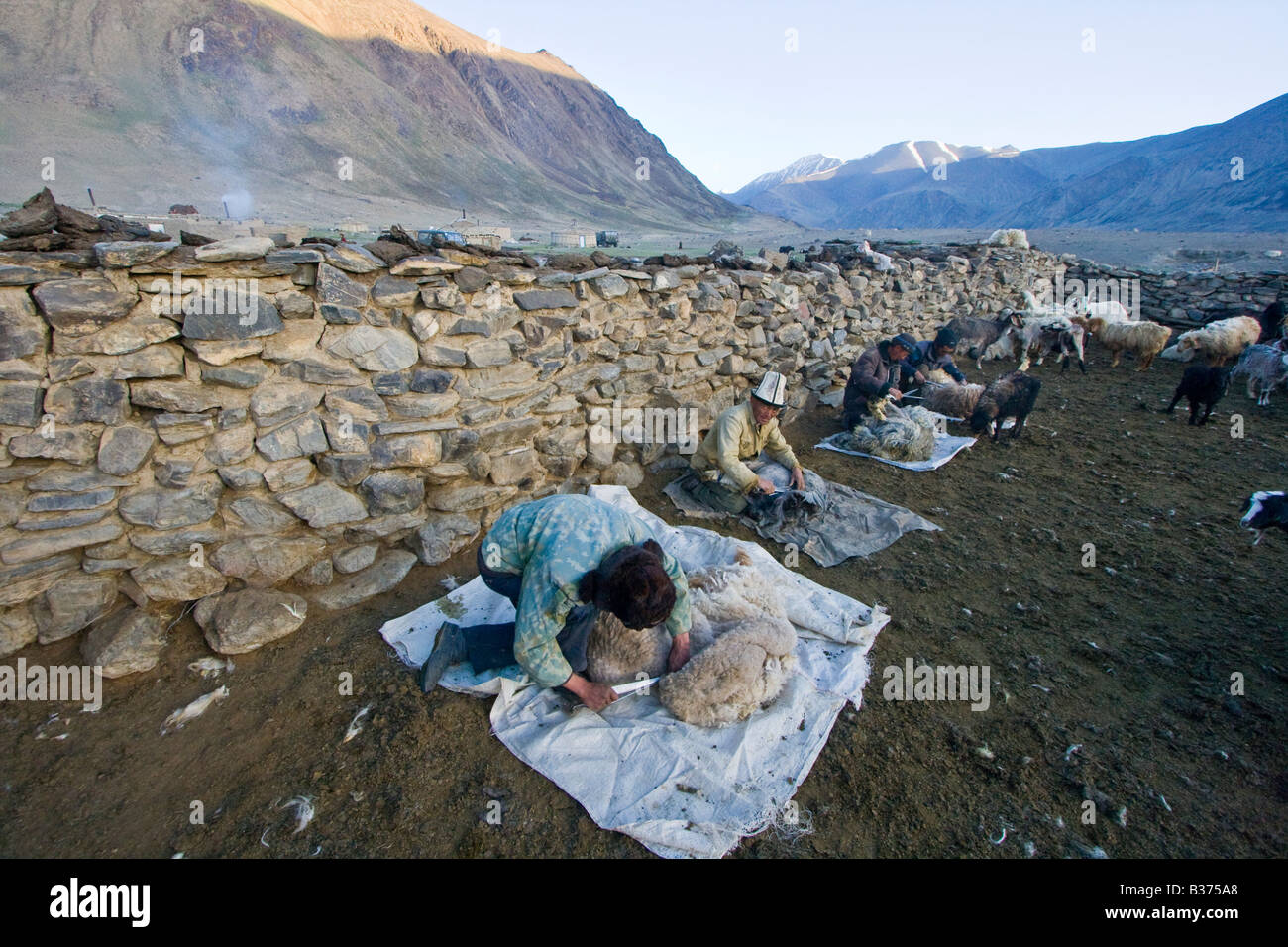Sheep Shearing in Jalang Village in the Pamirs in Tajikistan Stock Photo