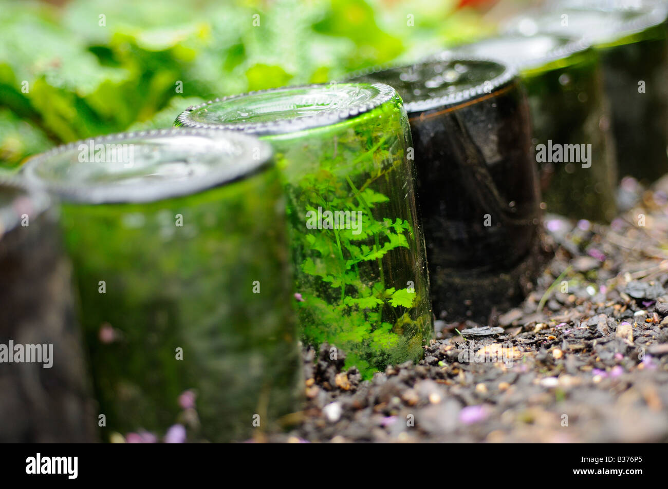 Ferns naturalised inside bottles used as path edging feature Norfolk UK Stock Photo