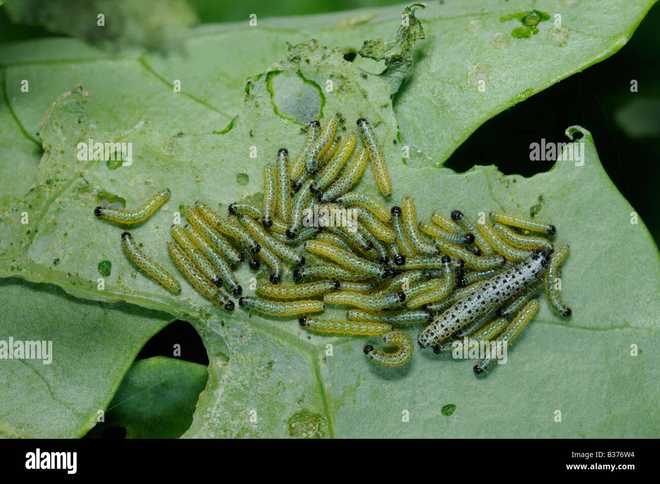 Caterpillars of the Cabbage or Large White Butterfly pieris brassicae on Cabbage plant Norfolk Uk August Stock Photo