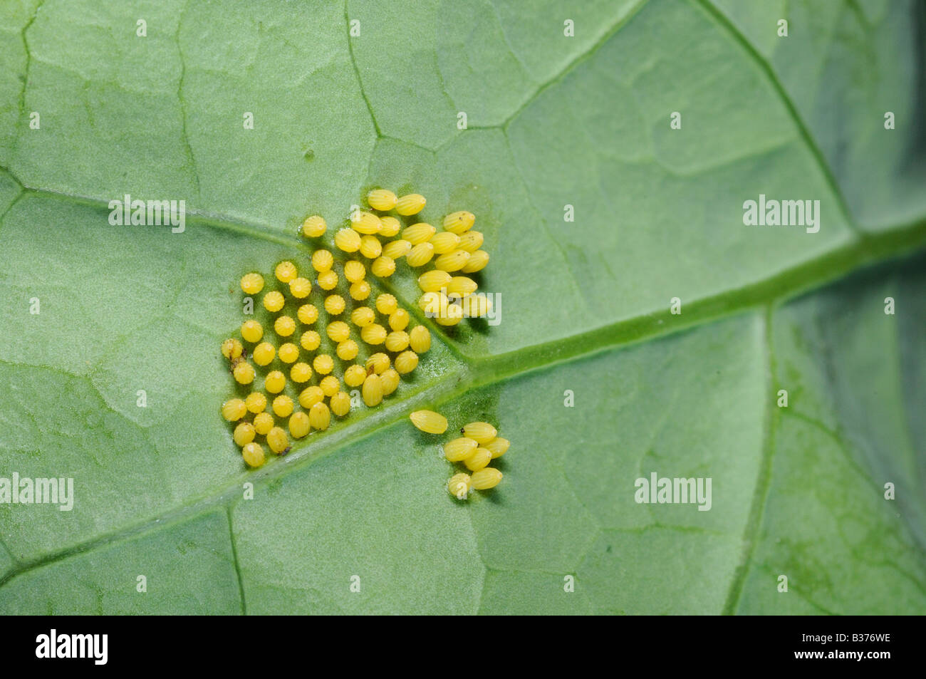 Eggs of the Cabbage or Large White Butterfly pieris brassicae on Cabbage plant Norfolk Uk August Stock Photo